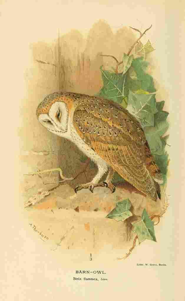 Thorburn Archibald 1885 Owl Barn A4 Photo Print