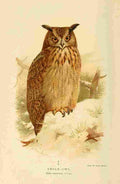 Thorburn Archibald 1885 Owl Eagle A4 Photo Print