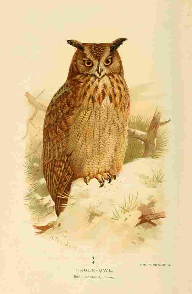 Thorburn Archibald 1885 Owl Eagle A4 Photo Print