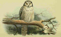 Thorburn Archibald 1885 Owl Hawk A4 Photo Print