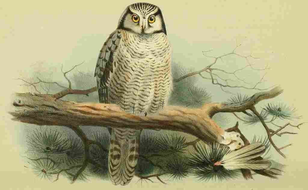 Thorburn Archibald 1885 Owl Hawk A4 Photo Print