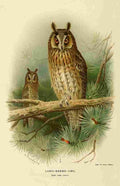 Thorburn Archibald 1885 Owl Long eared A4 Photo Print
