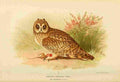 Thorburn Archibald 1885 Owl Short eared A4 Photo Print