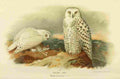 Thorburn Archibald 1885 Owl Snowy A4 Photo Print