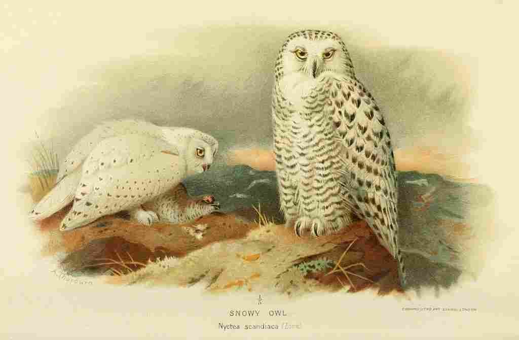Thorburn Archibald 1885 Owl Snowy A4 Photo Print