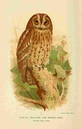 Thorburn Archibald 1885 Owl Tawny 1 A4 Photo Print