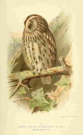 Thorburn Archibald 1885 Owl Tawny 2 A4 Photo Print