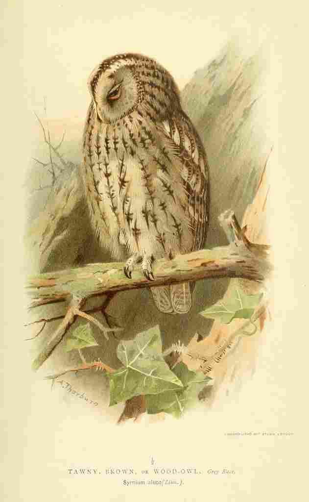Thorburn Archibald 1885 Owl Tawny 2 A4 Photo Print