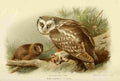 Thorburn Archibald 1885 Owl Tengmalms A4 Photo Print
