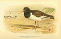 Thorburn Archibald 1885 Oyster catcher A4 Photo Print