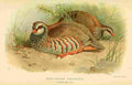 Thorburn Archibald 1885 Partridge Red legged A4 Photo Print