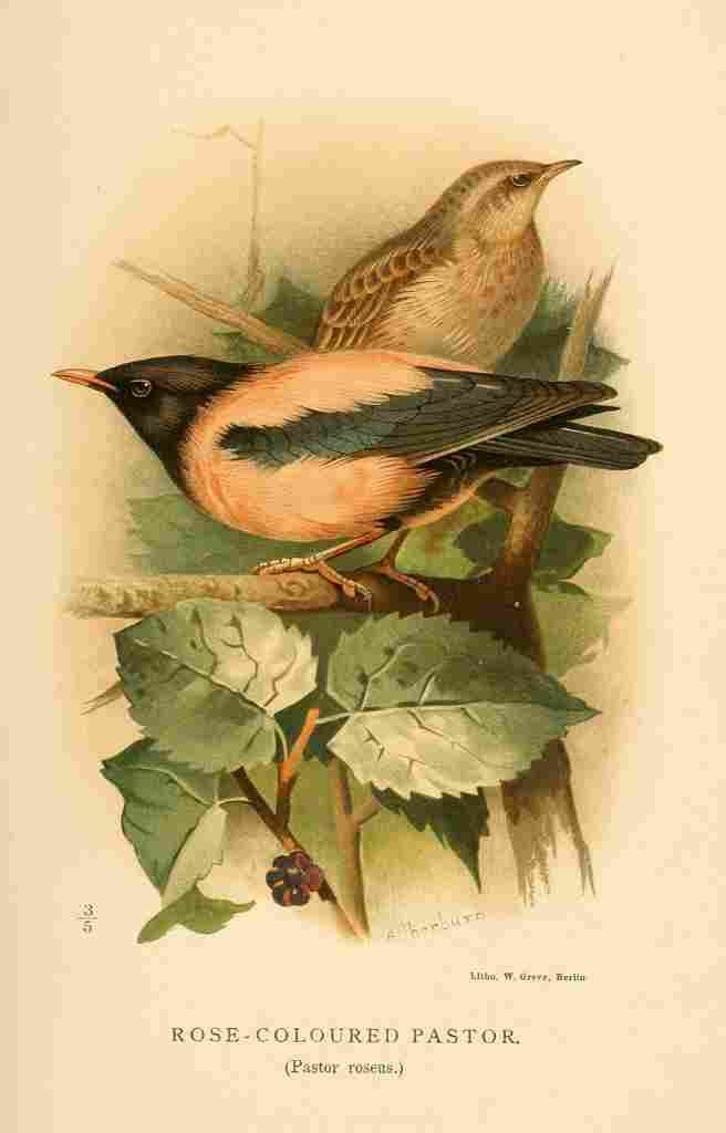 Thorburn Archibald 1885 Pastor Rose coloured A4 Photo Print