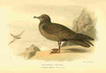 Thorburn Archibald 1885 Petrel Bulwers A4 Photo Print