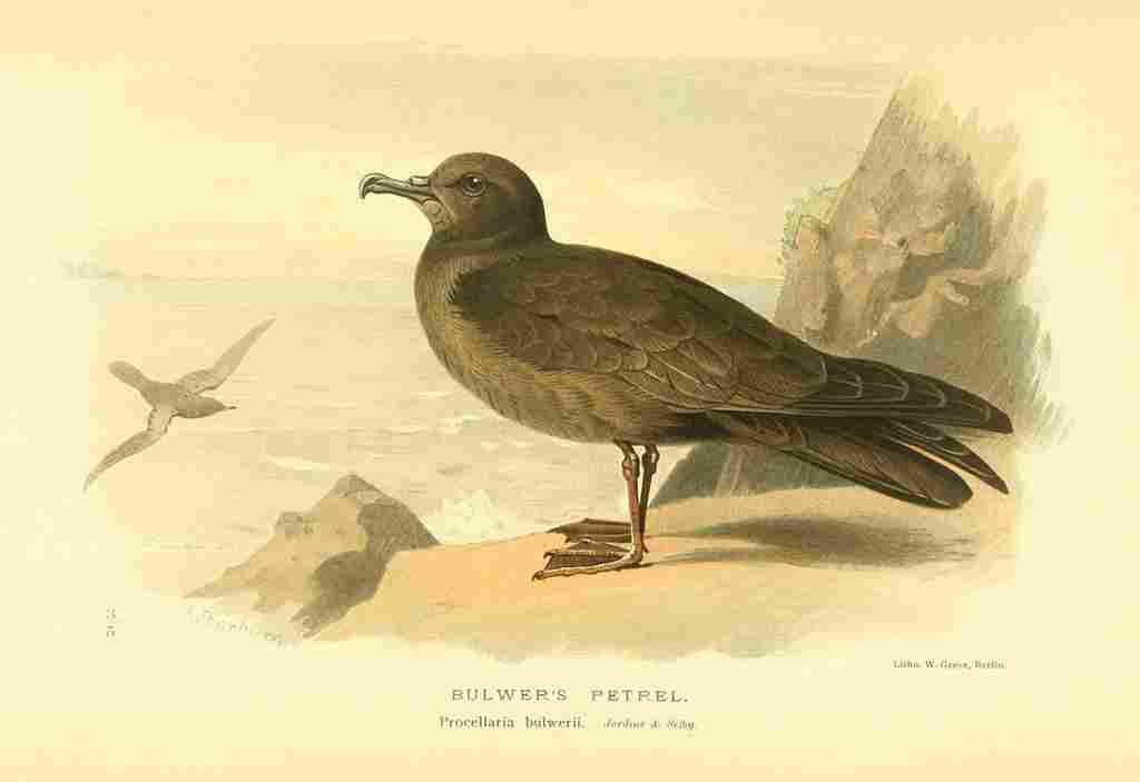 Thorburn Archibald 1885 Petrel Bulwers A4 Photo Print