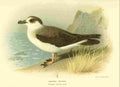 Thorburn Archibald 1885 Petrel Capped A4 Photo Print