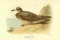 Thorburn Archibald 1885 Petrel Collared A4 Photo Print