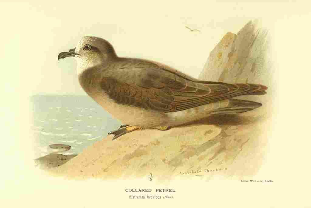 Thorburn Archibald 1885 Petrel Collared A4 Photo Print