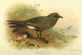 Thorburn Archibald 1885 Petrel Fork tailed A4 Photo Print