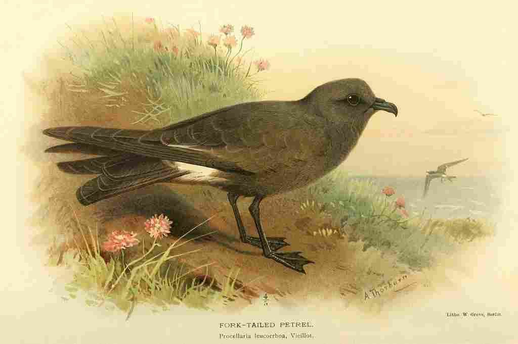 Thorburn Archibald 1885 Petrel Fork tailed A4 Photo Print