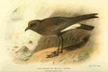 Thorburn Archibald 1885 Petrel Long legged or Wilsons A4 Photo Print
