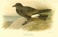 Thorburn Archibald 1885 Petrel Ridgways A4 Photo Print