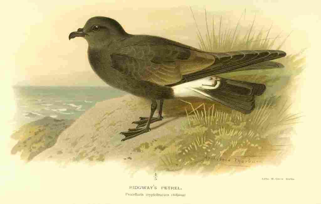 Thorburn Archibald 1885 Petrel Ridgways A4 Photo Print