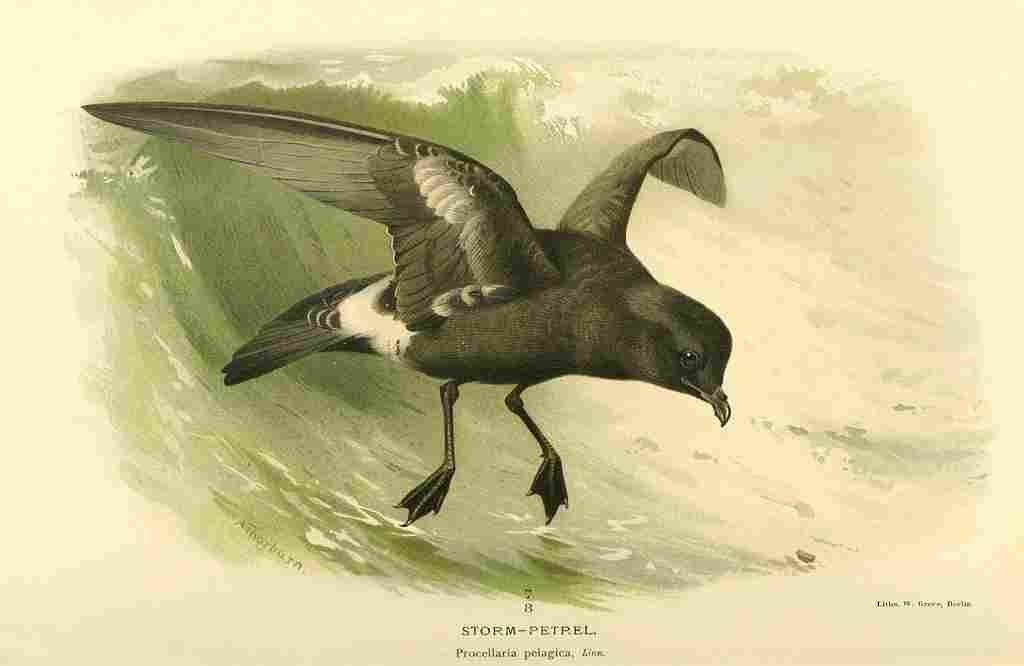 Thorburn Archibald 1885 Petrel Storm A4 Photo Print