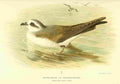 Thorburn Archibald 1885 Petrel White faced or Frigate A4 Photo Print