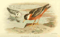 Thorburn Archibald 1885 Phalarope Grey A4 Photo Print