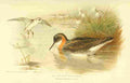 Thorburn Archibald 1885 Phalarope Red necked A4 Photo Print