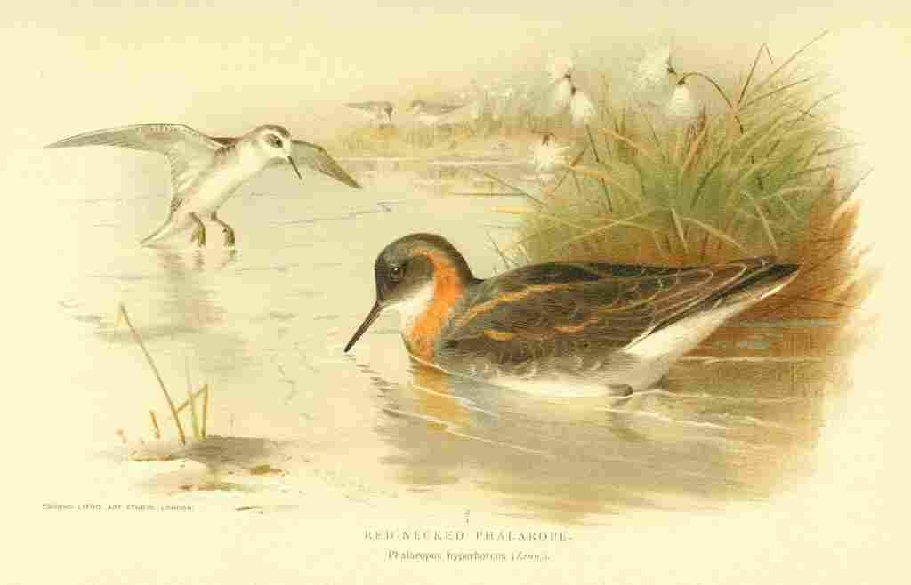 Thorburn Archibald 1885 Phalarope Red necked A4 Photo Print