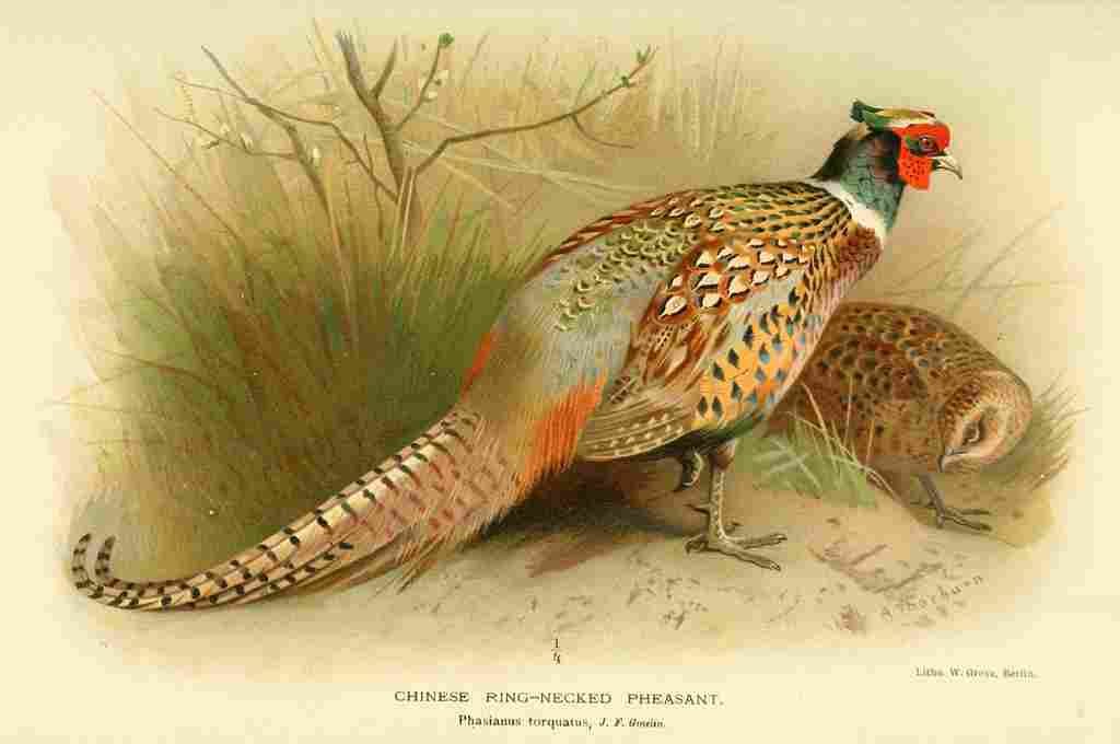 Thorburn Archibald 1885 Pheasant Chinese Ring necked A4 Photo Print