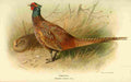 Thorburn Archibald 1885 Pheasant A4 Photo Print