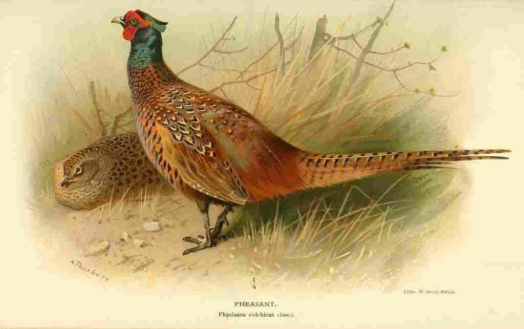 Thorburn Archibald 1885 Pheasant A4 Photo Print