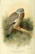 Thorburn Archibald 1885 Pigeon Wood A4 Photo Print