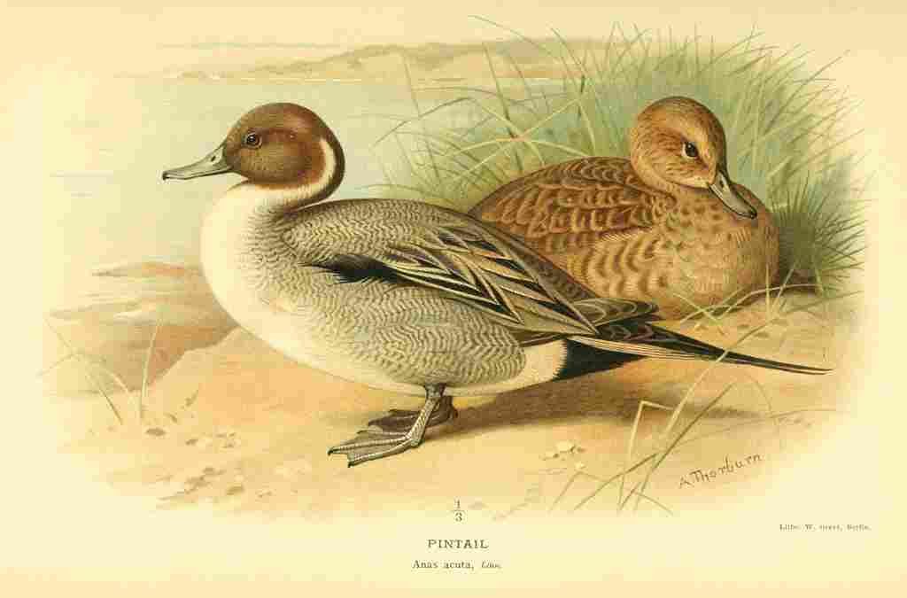 Thorburn Archibald 1885 Pintail A4 Photo Print