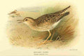 Thorburn Archibald 1885 Plover Bartrams A4 Photo Print