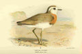 Thorburn Archibald 1885 Plover Caspian A4 Photo Print