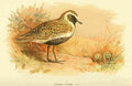 Thorburn Archibald 1885 Plover Golden A4 Photo Print