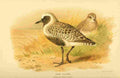 Thorburn Archibald 1885 Plover Grey A4 Photo Print