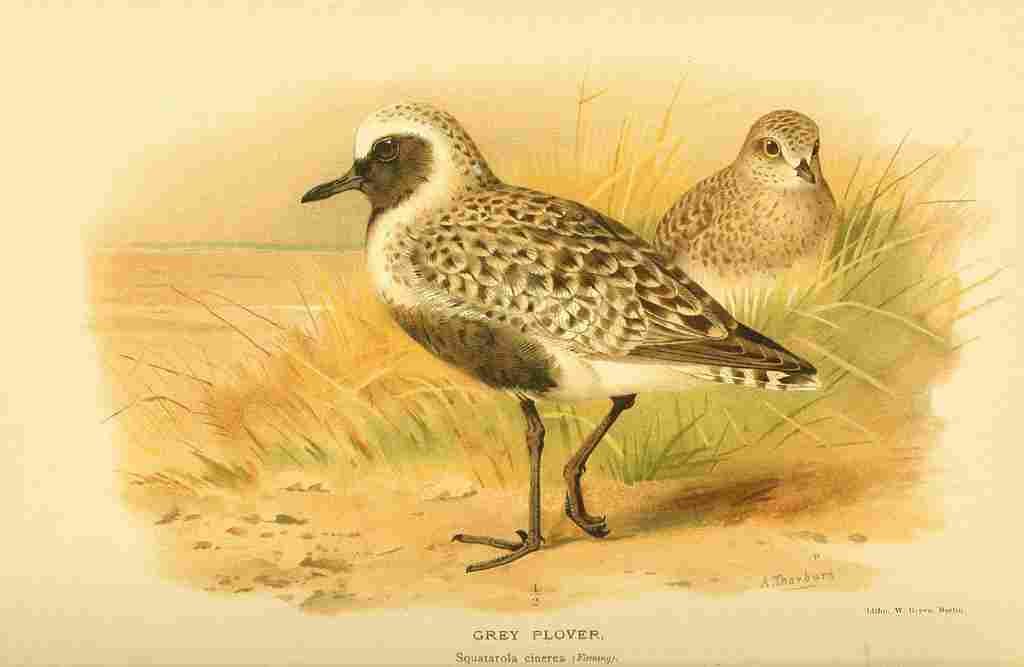 Thorburn Archibald 1885 Plover Grey A4 Photo Print