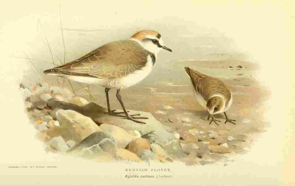 Thorburn Archibald 1885 Plover Kentish A4 Photo Print