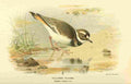 Thorburn Archibald 1885 Plover Killdeer A4 Photo Print