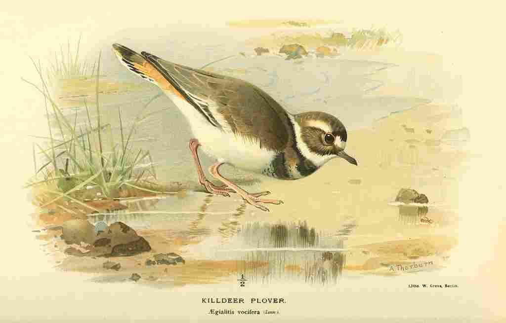 Thorburn Archibald 1885 Plover Killdeer A4 Photo Print