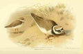 Thorburn Archibald 1885 Plover Little ringed A4 Photo Print