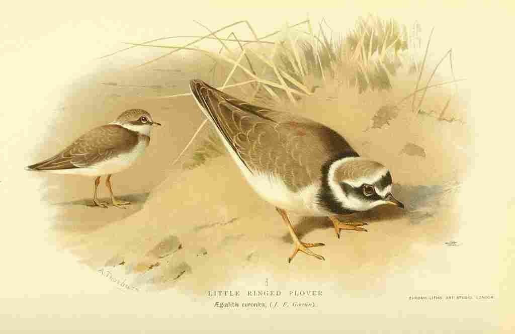 Thorburn Archibald 1885 Plover Little ringed A4 Photo Print