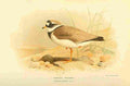 Thorburn Archibald 1885 Plover Ringed A4 Photo Print