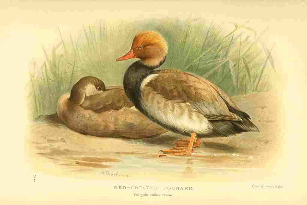 Thorburn Archibald 1885 Pochard Red crested A4 Photo Print