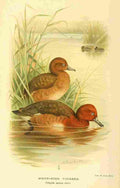 Thorburn Archibald 1885 Pochard White eyed A4 Photo Print