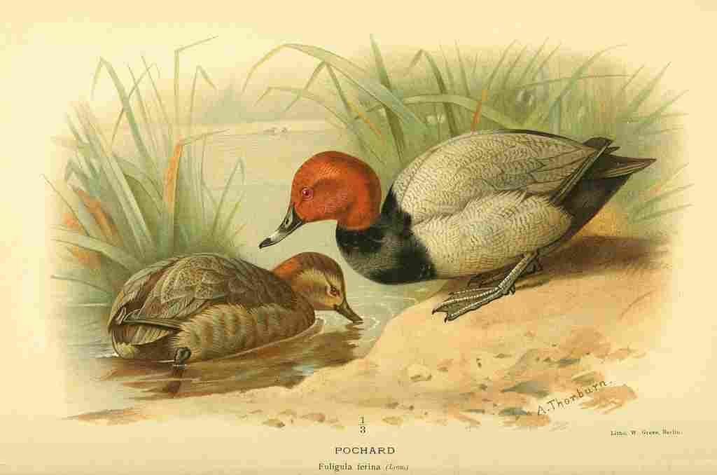 Thorburn Archibald 1885 Pochard A4 Photo Print